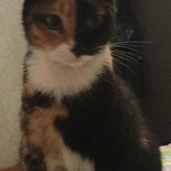 ‼️Zaginęła Kotka‼️